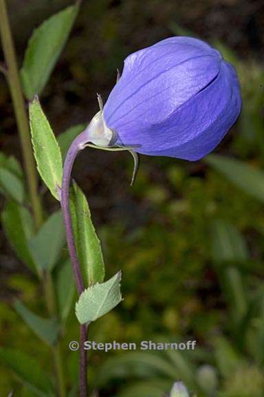 platycodon grandiflorus 5 graphic